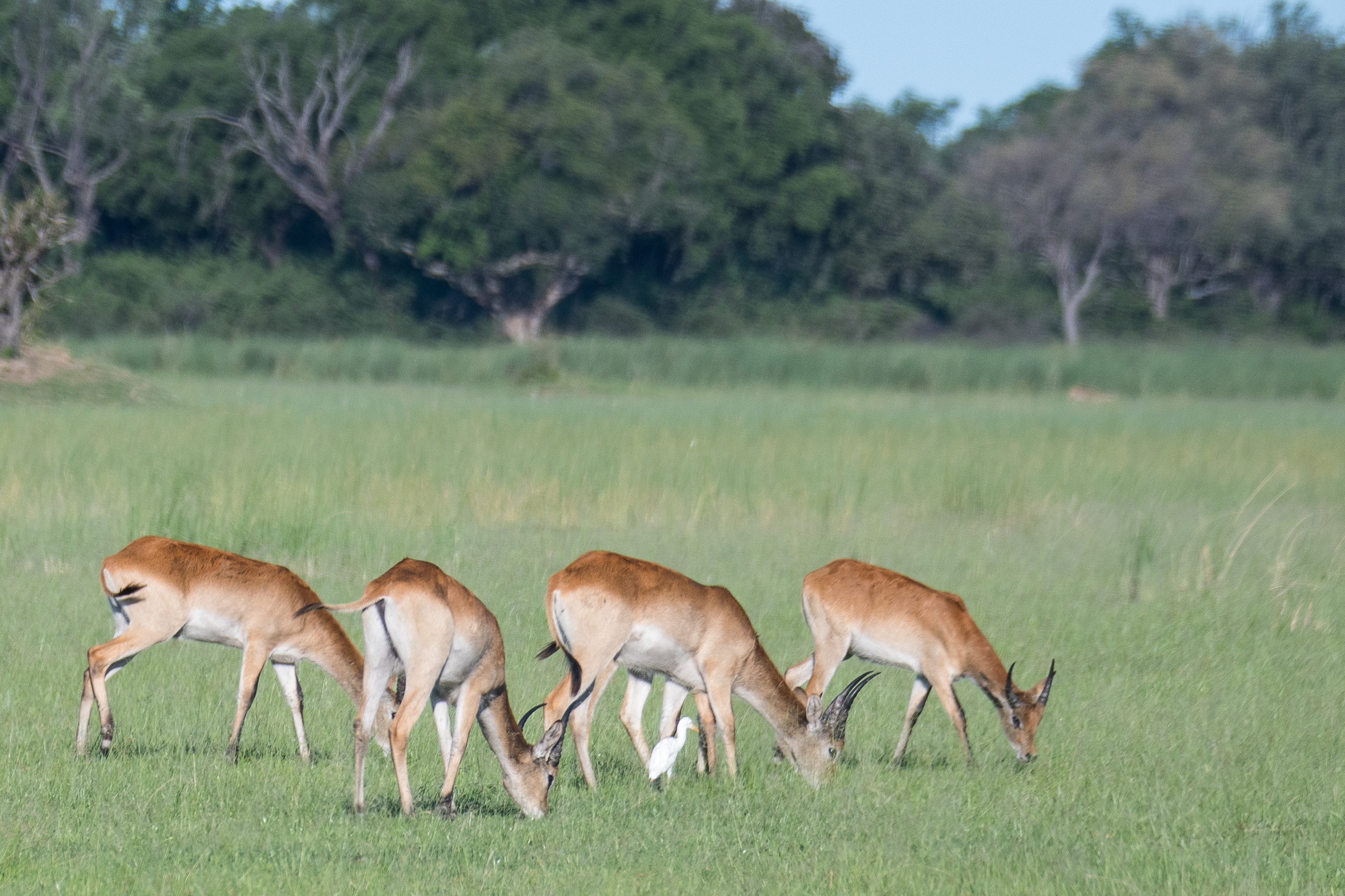 Cobes Lechwe de la sous-espèce  Lechwe rouge (Red Lechwe, Kobus leche ssp leche), groupe de jeunes  mâles accompagné d'un Héron Garde-boeufs, Shinde, Delta de l'Okavango, Botswana.